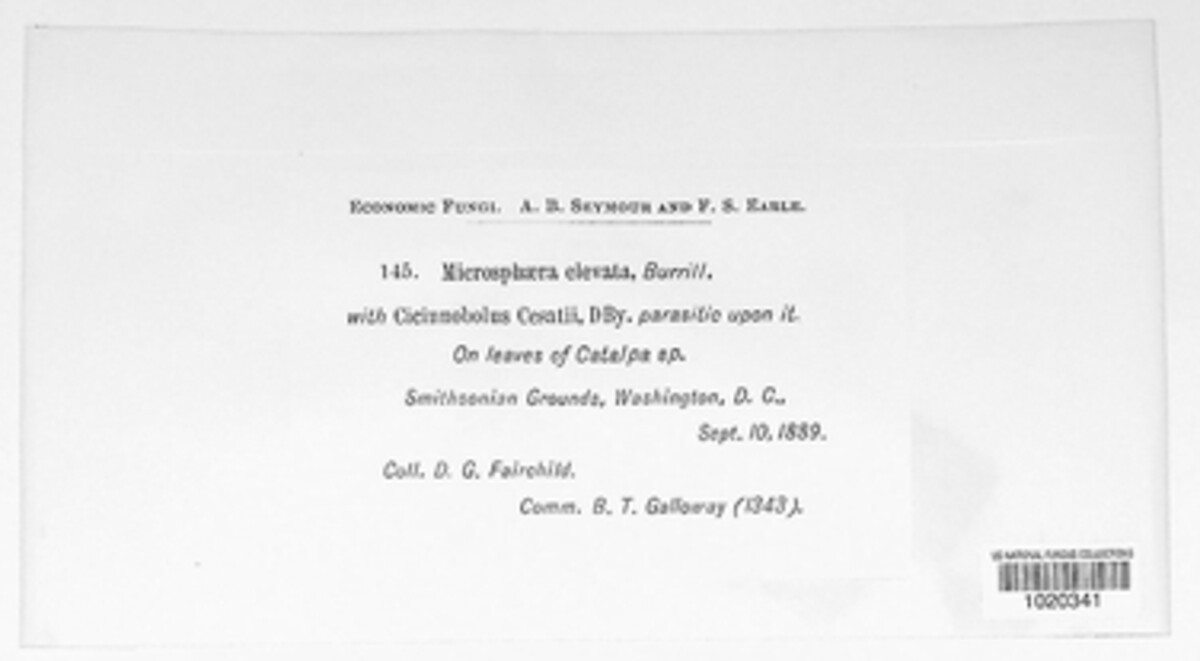Erysiphe elevata image